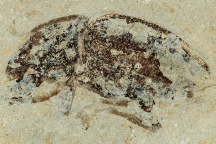 Fossil True Weevil (Curculionidae) Beetle - France #254552